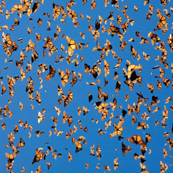 A wall of orange monarch butterflies against a bright blue sky.