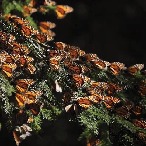 Monarchs settled on tree branch