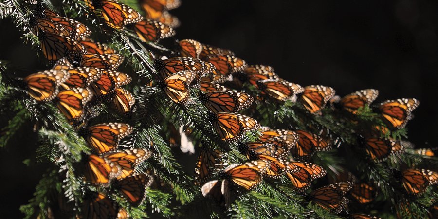 Monarchs settled on tree branch