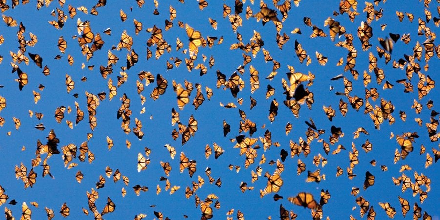 A wall of orange monarch butterflies against a bright blue sky.