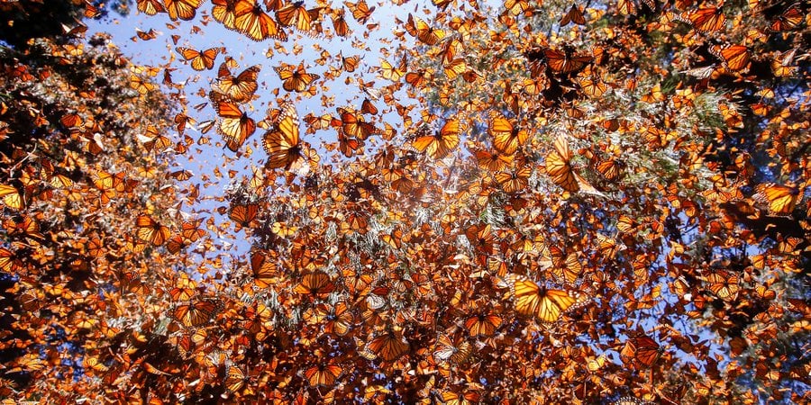 Thousands of monarchs fly around a forest reserve in Mexico on a sunny day