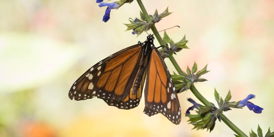 Monarch butterfly perched on a purple flowered stem in the El Rosario Monarch Reserve in Mexico
