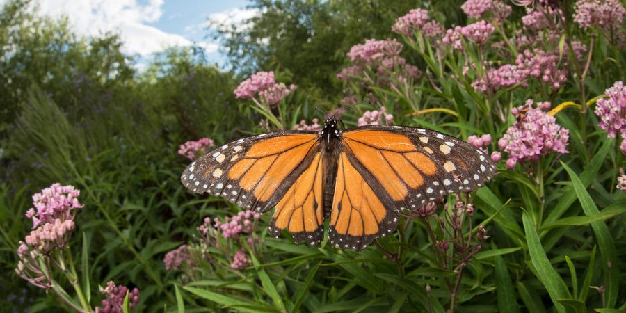 A monarch sits on some purple-pink milkweed