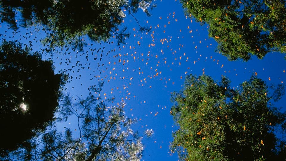 Photo looking up to the sky and capturing thousands of monarch butterflies among trees.