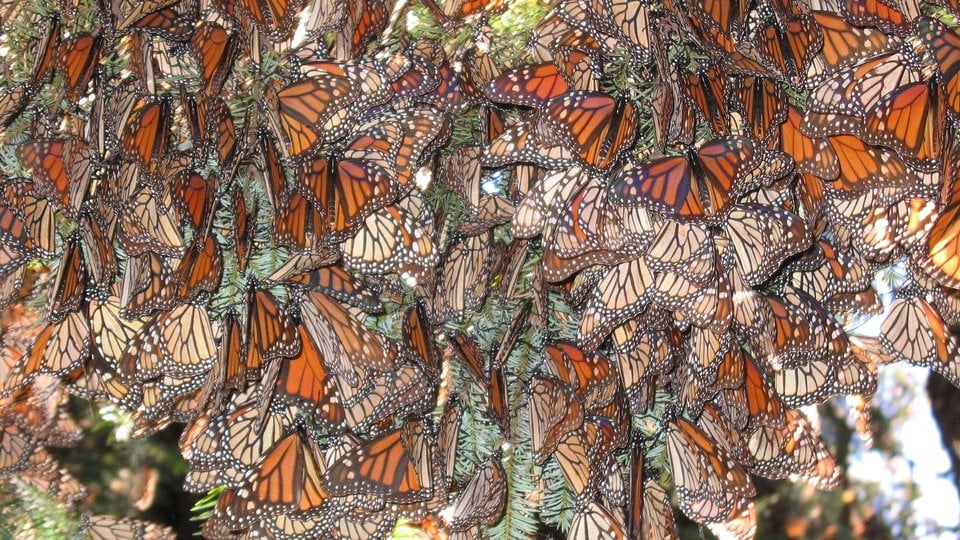 Orange and gray monarch butterflies clinging to a roof.