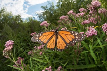A monarch sits on some purple-pink milkweed