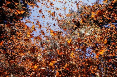 Many monarch butterflies flying together