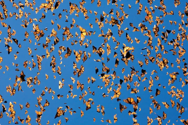 A wall of orange monarch butterflies against a bright blue clear sky.