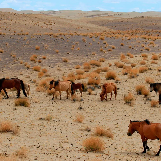 A group of wild horses grazing on a desert landscape
