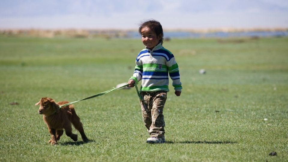 A young child walking a goat on a leash across a grassy landscape