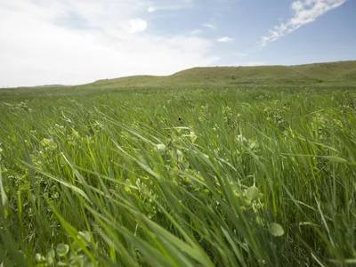 A expansive green field of tall grass