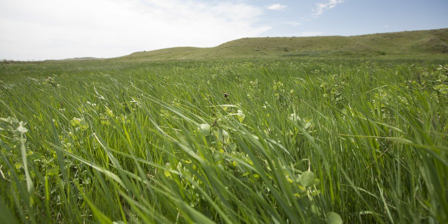 A expansive green field of tall grass