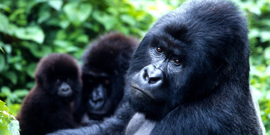 A gorilla family in green foliage