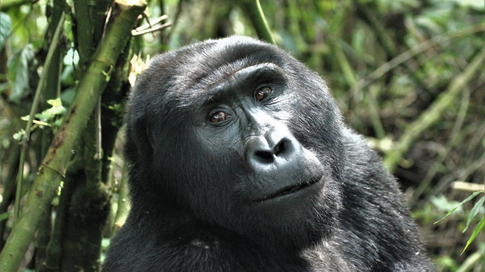 Mountain Gorilla (Gorilla beringei beringei) looks at the camera in the Bwindi Impenetrable Forest National Park, Uganda
