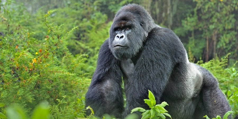 Mountain Gorilla (Gorilla beringei) silverback in Susa group, Rwanda