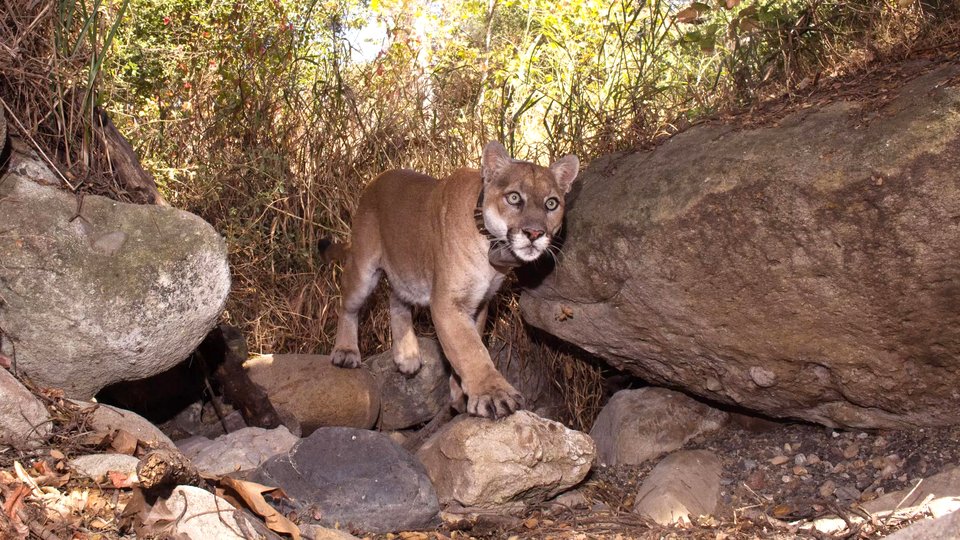 A collared mountain lion walking near rocks