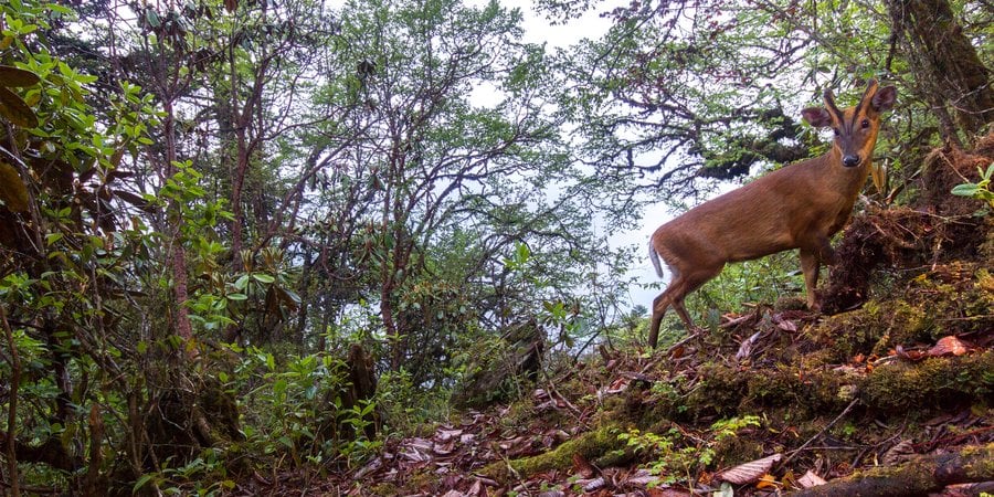 A muntjac, small red-brown mammal, in the woods