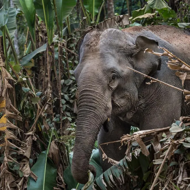 A gray elephant in a green jungle setting