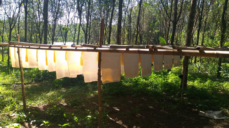 A photo showing rubber drying in a rubber tree forest.