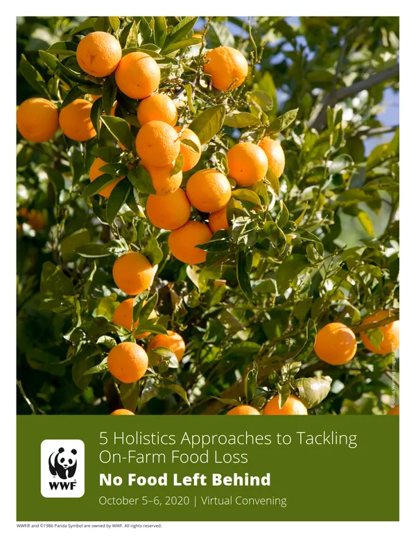 A report cover featuring a close up of green leaves and oranges on a tree