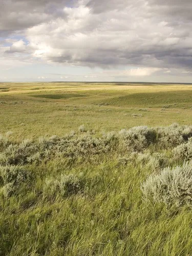 A landscape photo showing a vast grassland with clouds in the distance.