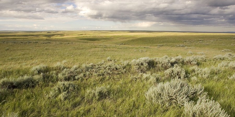 A landscape photo showing a vast grassland with clouds in the distance.