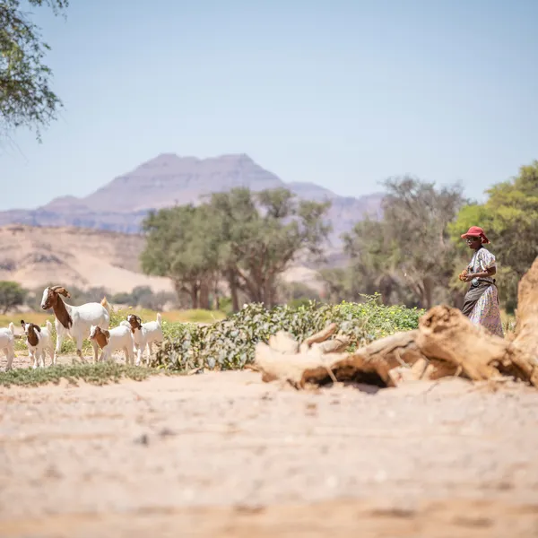 Landscape with trees and shrubs, a woman follows behind several white and brown goats