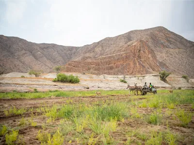 Goat herders in cart following dog