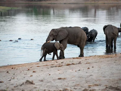 an adult and baby elephant in front of water
