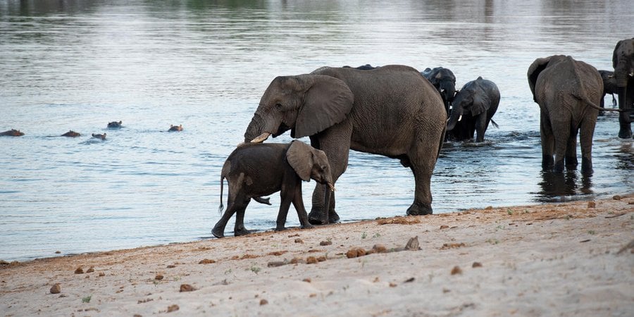an adult and baby elephant in front of water