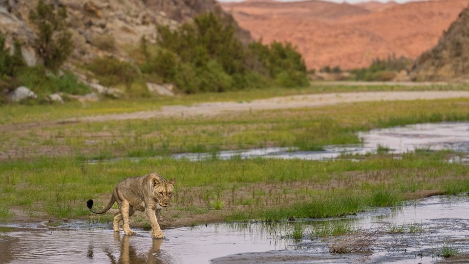 A lion walks across a shallow river with mountains in the background