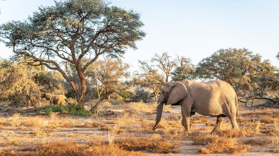 An elephant walks in a dry landscape