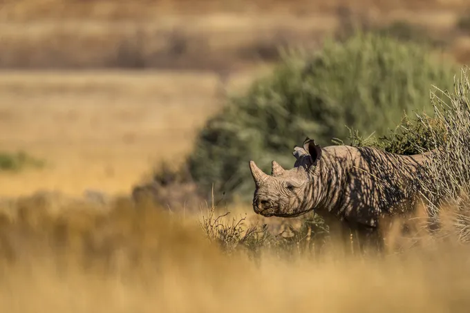 A rhino partially emerges from vegetation