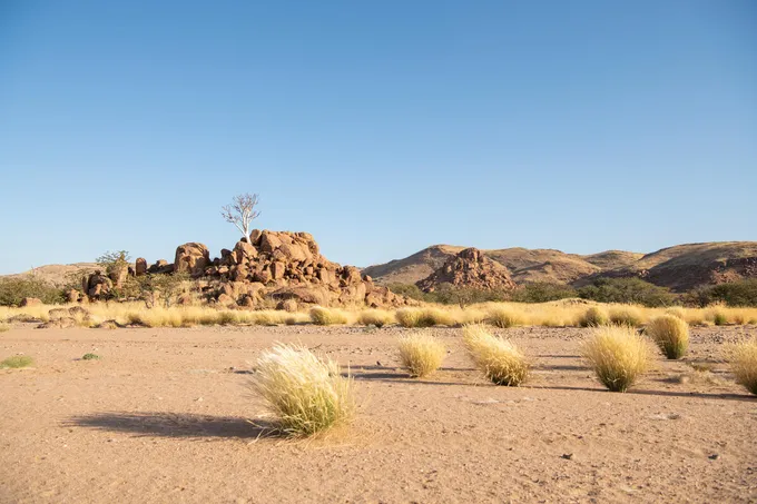 A lone African Star Chestnut tree stands in the desert rocky landscape of in the Uibasen Twyfelfontein Conservancy, Namibia