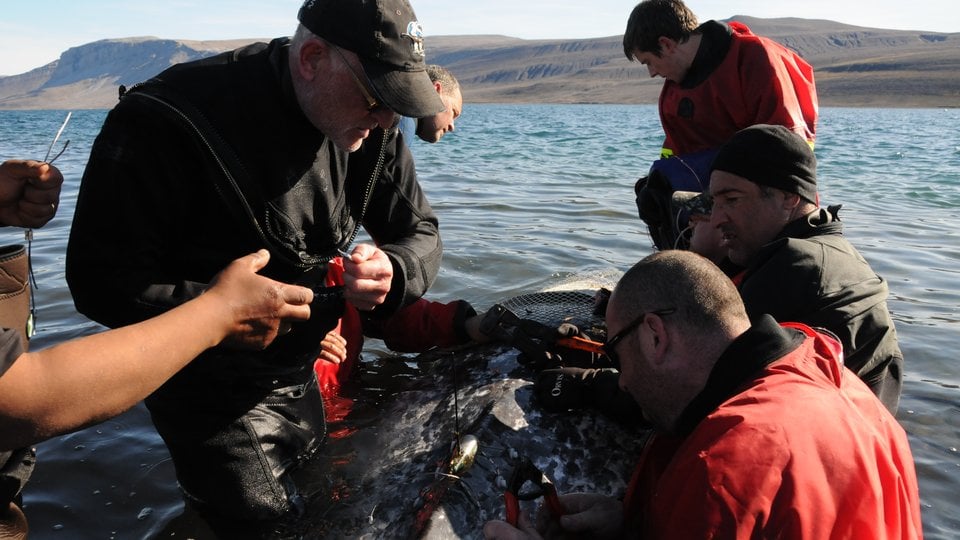 A group on a small boat work to tag a captured narwhal