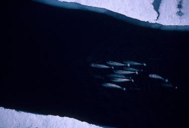 A pod of whales swims together through an open channel between ice sheets