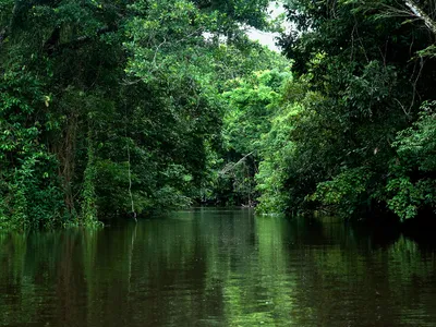 Green, lush trees push up against river water in the Amazon