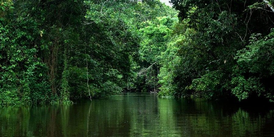Green, lush trees push up against river water in the Amazon