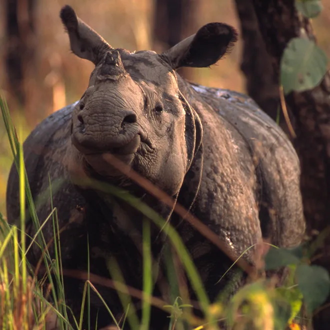 A muddy brown rhino amidst long blades of green grass.
