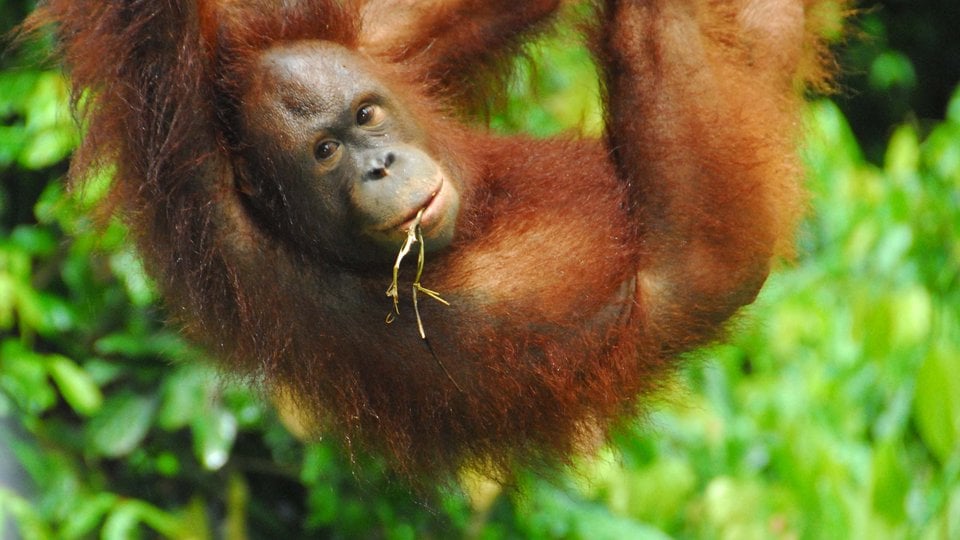 An orangutan with a stalk of grass in its mouth hangs from something outside of the viewport and makes direct eye contact.
