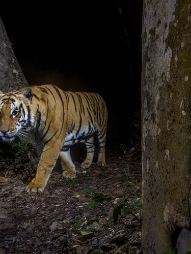 A tiger in Bardia National Park