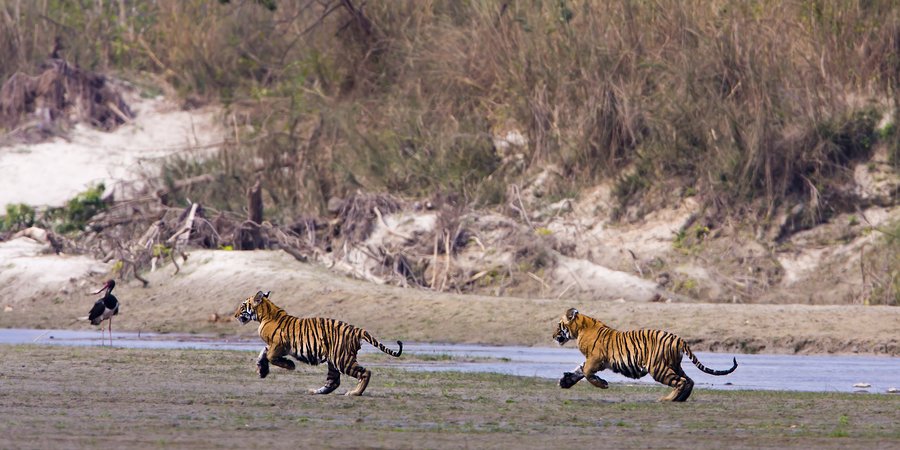 Two young tigers run alongside a riverbank in Nepal