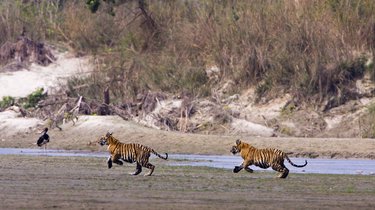 Two young tigers run alongside a riverbank in Nepal