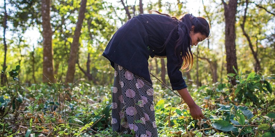 A Nepalese woman with long hair bends down and touches a plant in the forest.