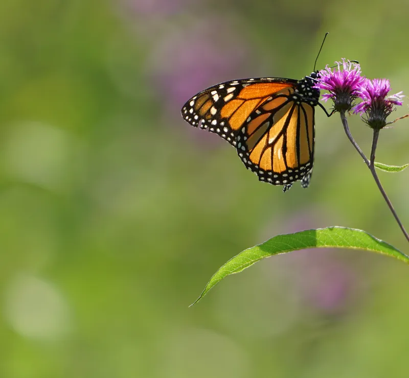 Monarch butterfly on New England ironweed plant