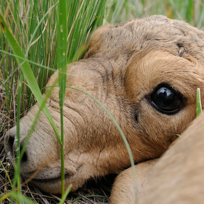 A closeup photo of the eye of a newborn brown Saiga antelope with green and brown grasses surrounding it