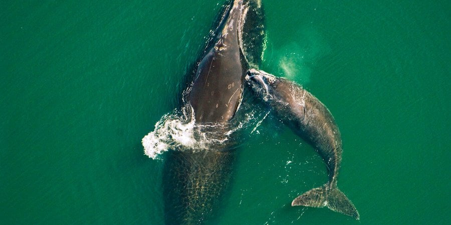 North Atlantic right whale and calf swim in green waters off the coast of Florida