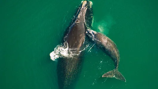 North Atlantic right whale and calf swim in green waters off the coast of Florida