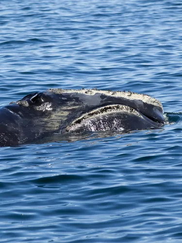North Atlantic right whale off Grand Manan Island, Canada
