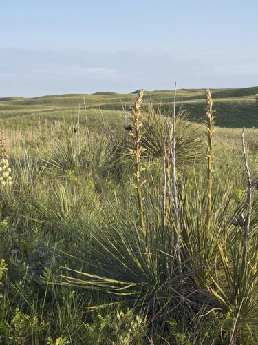 Yucca plant in the grasslands of Cody, Nebraska